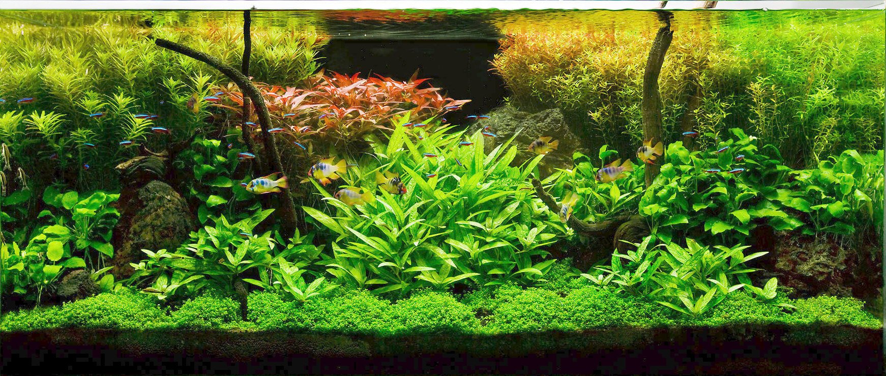 aquarium_and_coral_Lighting_02_UPRTEK_PAR_meter_PFD_meter_PPFD_meter_Quantum_sensor_Spectrometer_flickermeter_radiometer.jpg