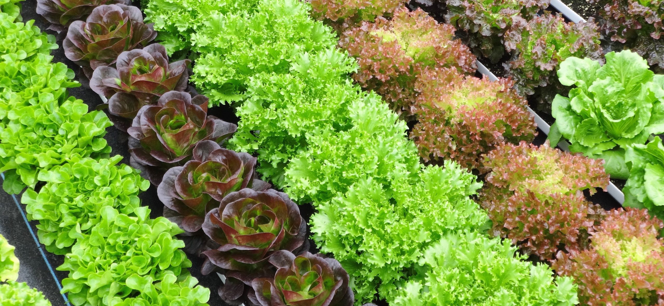 UPRTEK_INDOOR_FARMING_PG100N_-_PAR200_quantum_spectrometer.jpg